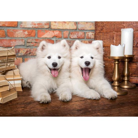 Puzzle Castorland Cachorros de Samoyedo Saludan de 1000 Piezas Puzzle Castorland Cachorros de Samoyedo Saludan de 1000 Piezas