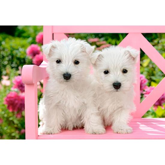 Puzzle Castorland Cachorros de White Terrier de 1500 Piezas