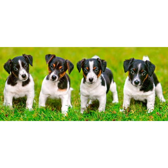 Puzzle Castorland Cachorros Jack Russell Terrier de 600 Pzs Puzzle Castorland Cachorros Jack Russell Terrier de 600 Pzs