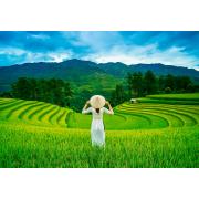 Puzzle Castorland Campos de Arroz en Vietnam de 1000 Pzs