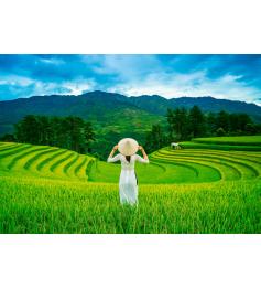 Puzzle Castorland Campos de Arroz en Vietnam de 1000 Pzs