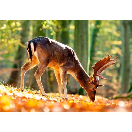 Puzzle Castorland El Rey del Bosque de 500 Piezas