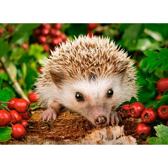 Puzzle Castorland Erizo con Bayas de 100 Piezas Puzzle Castorland Erizo con Bayas de 100 Piezas