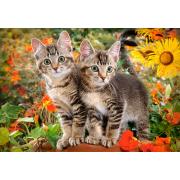 Puzzle Castorland Gatitos Colegas de 1500 Piezas