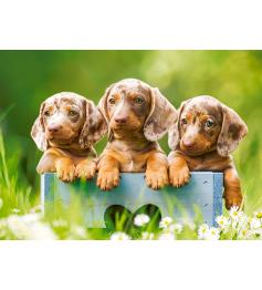 Puzzle Castorland Lindos Perros Salchicha de 100 Piezas