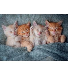 Puzzle Castorland Los Gatitos Mas Dulces de 1000 Piezas