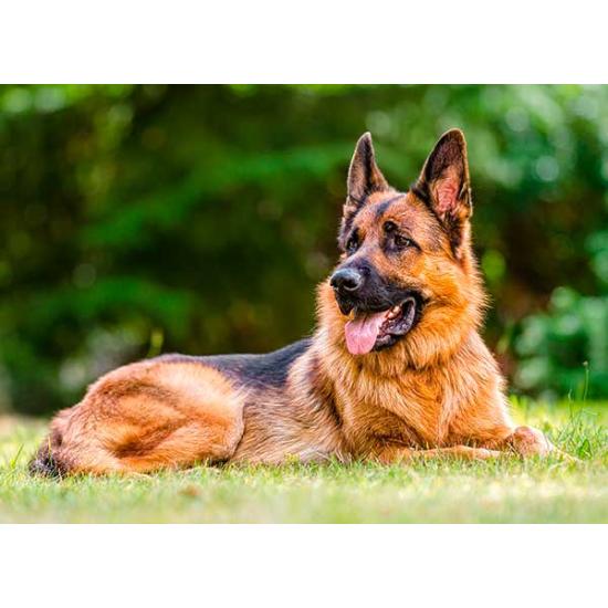 Puzzle Castorland Pastor Alemán de 300 Piezas