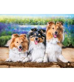 Puzzle Castorland Perros Shelties en las Lavandas de 200 Pzs