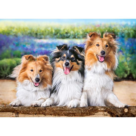 Puzzle Castorland Perros Shelties en las Lavandas de 200 Pzs Puzzle Castorland Perros Shelties en las Lavandas de 200 Pzs