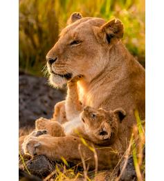 Puzzle Clementoni Amor Felino de 500 Piezas