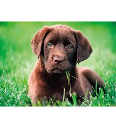 Puzzle Clementoni Cachorro Chocolate de 500 Piezas