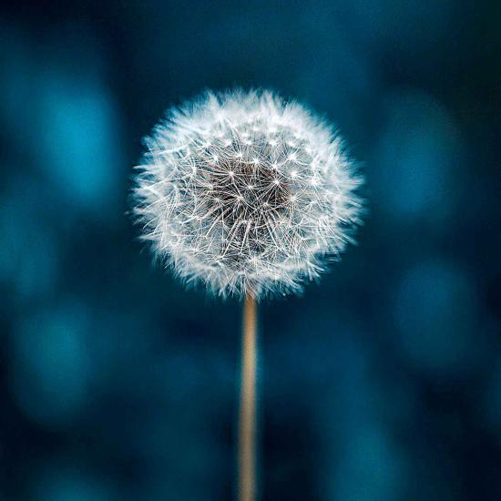 Puzzle Clementoni Frame Me Up Diente de León de 250 Pzs