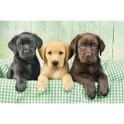 Puzzle Clementoni Los Tres Labradores de 1000 Piezas