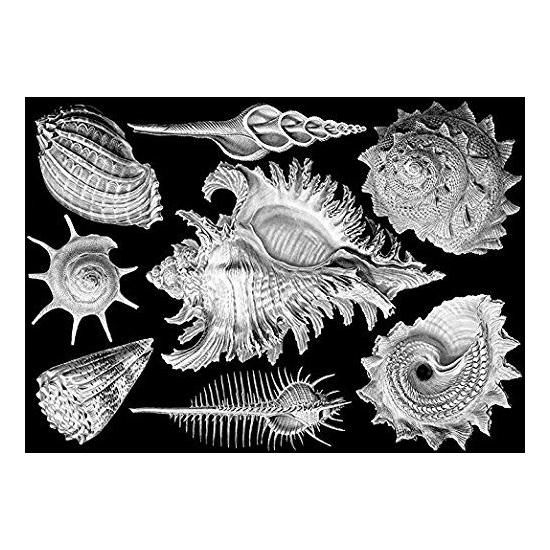 Puzzle Cloudberries Shells de 1000 Piezas