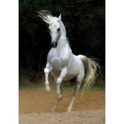 Puzzle D-Toys Caballo Blanco de 1000 Piezas