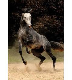 Puzzle D-Toys Caballo Manchado de 1000 Piezas