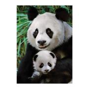 Puzzle Dino Madre y Cría de Oso Panda de 1000 Piezas