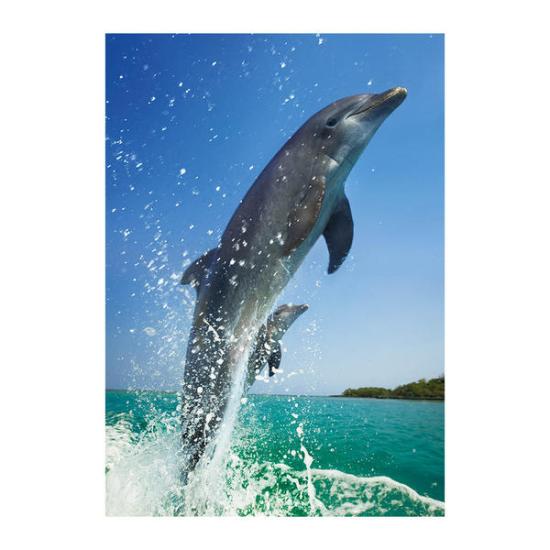 Puzzle Dino Pareja de Delfines de 500 Piezas Puzzle Dino Pareja de Delfines de 500 Piezas