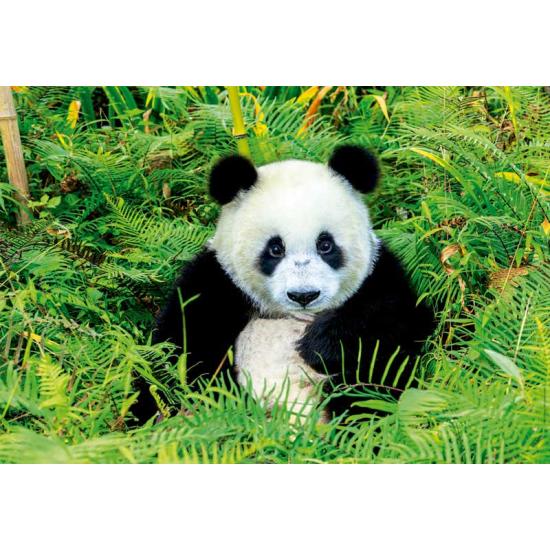 Puzzle Educa Oso Panda de 500 Piezas