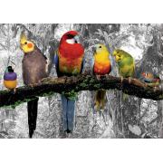 Puzzle Educa Pájaros en la Jungla de 500 Piezas
