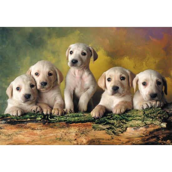Puzzle Educa Pequeños Labradores de 500 Piezas