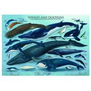 Puzzle Eurographics Ballenas y Delfines de 1000 Piezas