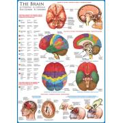 Puzzle Eurographics El Cerebro de 1000 Piezas