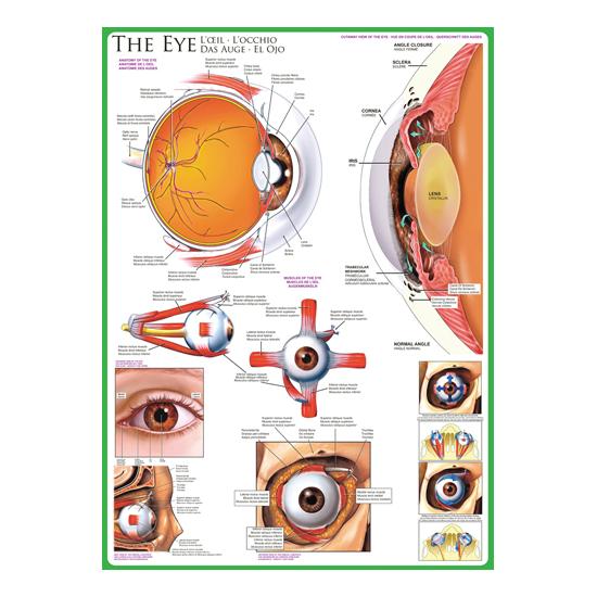 Puzzle Eurographics El Ojo de 1000 Piezas