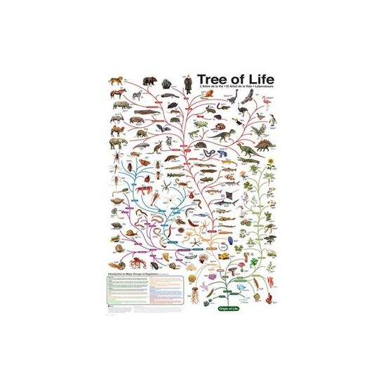 Puzzle Eurographics Evolución de 1000 Piezas