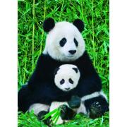 Puzzle Eurographics Familia de Osos Panda de 1000 Piezas