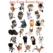 Puzzle Eurographics Gatos de 1000 Piezas