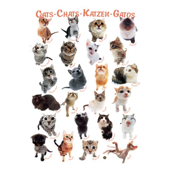 Puzzle Eurographics Gatos de 1000 Piezas