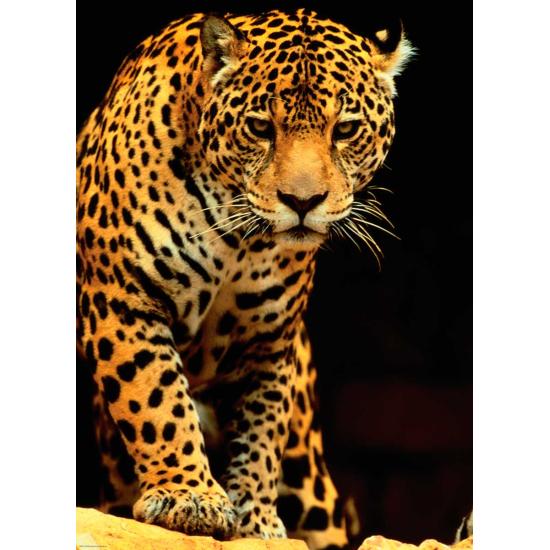 Puzzle Eurographics Leopardo de 1000 Piezas
