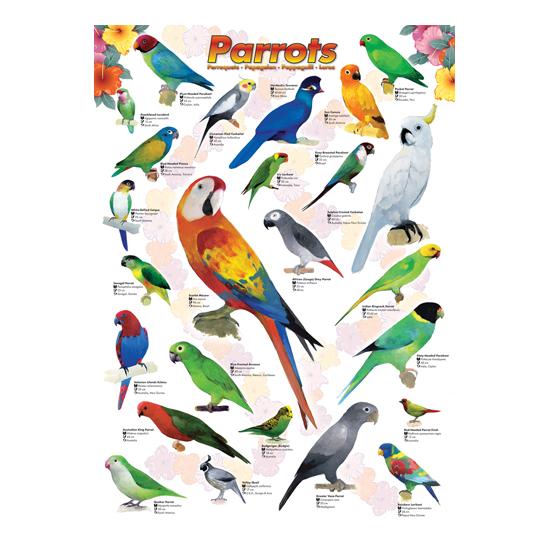Puzzle Eurographics Loros de 1000 Piezas Puzzle Eurographics Loros de 1000 Piezas