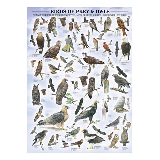 Puzzle Eurographics Pájaros de Presa y Buhos de 1000 Piezas Puzzle Eurographics Pájaros de Presa y Buhos de 1000 Piezas