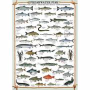 Puzzle Eurographics Peces de Agua Dulce de 1000 Piezas