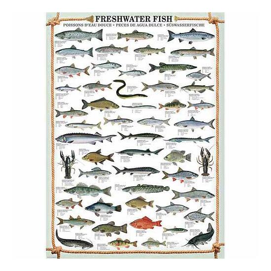 Puzzle Eurographics Peces de Agua Dulce de 1000 Piezas