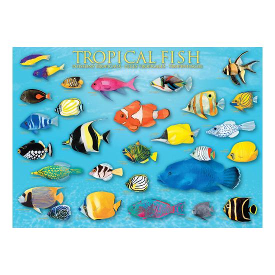 Puzzle Eurographics Peces Tropicales de 1000 Piezas