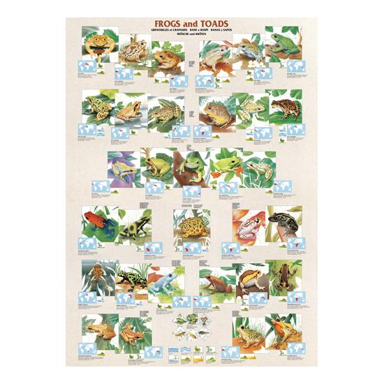 Puzzle Eurographics Sapos y Ranas de 1000 Piezas