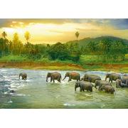 Puzzle Eurographics Selva Tropical de 1000 Piezas