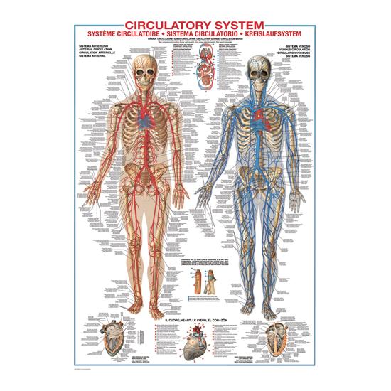 Puzzle Eurographics Sistema Circulatorio de 1000 Piezas