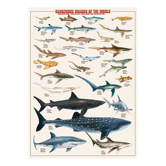 Puzzle Eurographics Tiburones Peligrosos del Mundo de 1000 Piez Puzzle Eurographics Tiburones Peligrosos del Mundo de 1000 Piez