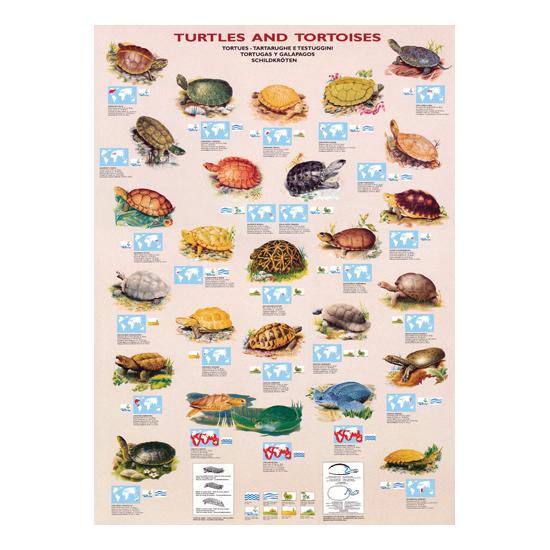 Puzzle Eurographics Tortugas y Galápagos de 1000 Piezas