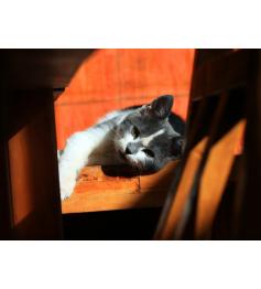 Puzzle Grafika Gatito de 2000 Piezas