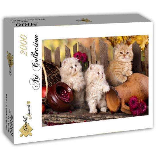 Puzzle Grafika Gatos Persas de 1000 Piezas