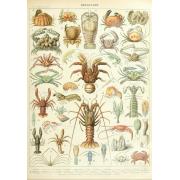 Puzzle Grafika Larousse: Crustáceos de 1000 Piezas