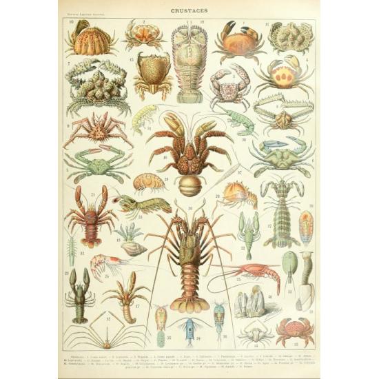 Puzzle Grafika Larousse: Crustáceos de 1000 Piezas