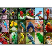 Puzzle Grafika Las Aves Más Bellas del Mundo de 1500 Pzs
