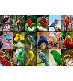 Puzzle Grafika Las Aves Más Bellas del Mundo de 1500 Pzs