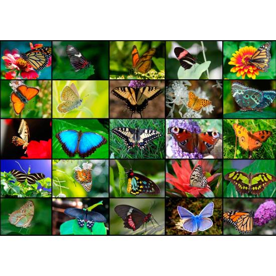 Puzzle Grafika Mariposas de 1000 Piezas